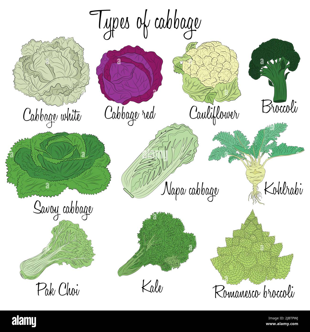 Cabbage varieties. Free style illustration of different types of cabbage. Stock Vector