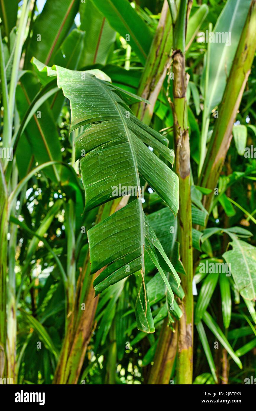 Leaf of tropical 'Musa Ornata Roxb' ornamental banana tree Stock Photo