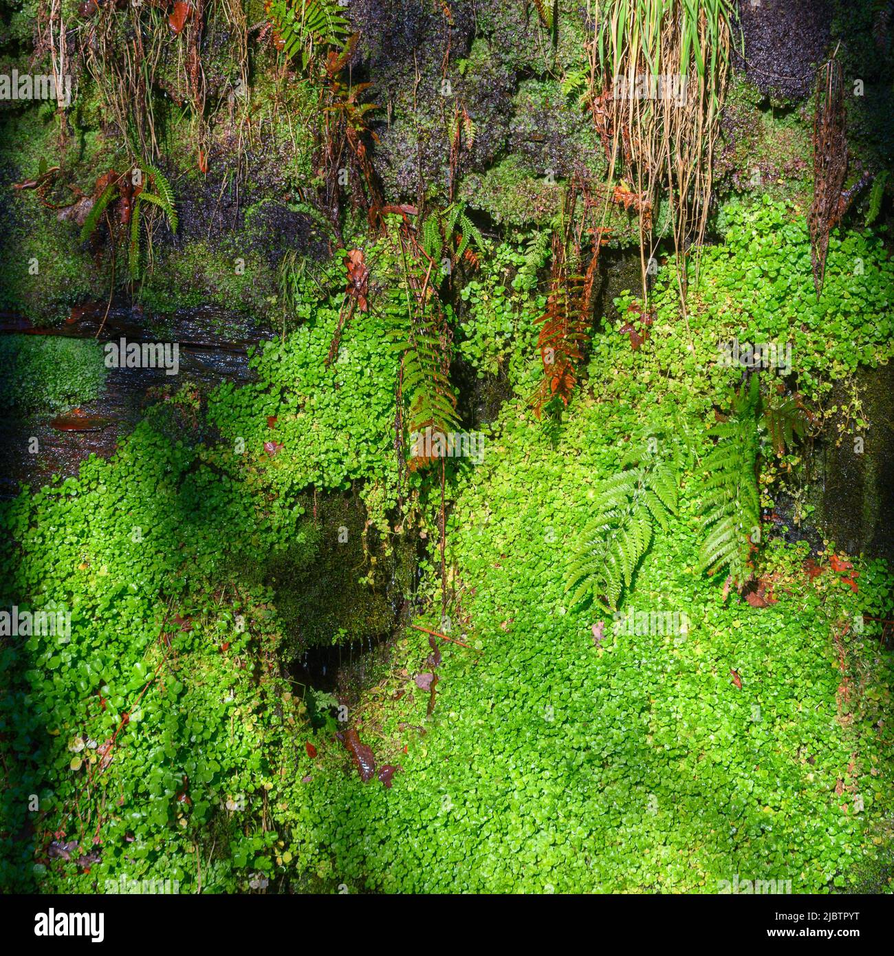 Duckweed and ferns share a humid habitat in the runoff of a slaty cliff in the Courel Mountain Range in Lugo Galicia Stock Photo