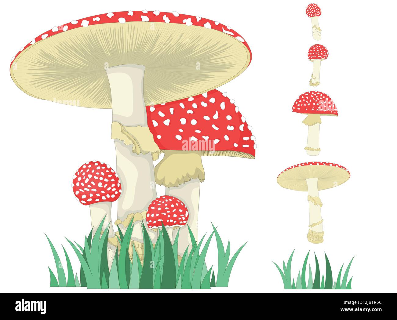 Fly agaric. A mushroom or toadstool. Different growth of mushrooms. Stock Vector