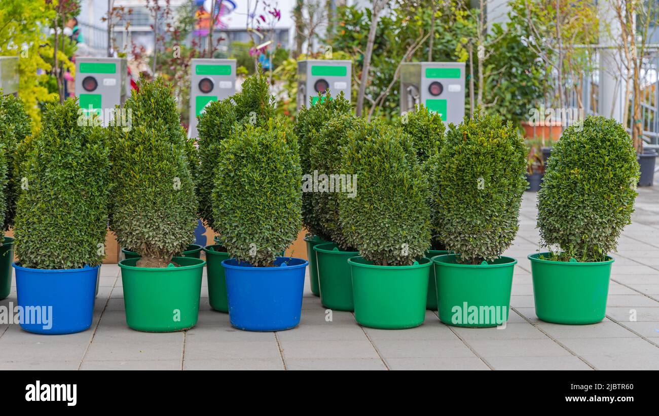 Natural Slower Growing Shrubs Green Bush Plants in Pots Stock Photo Alamy