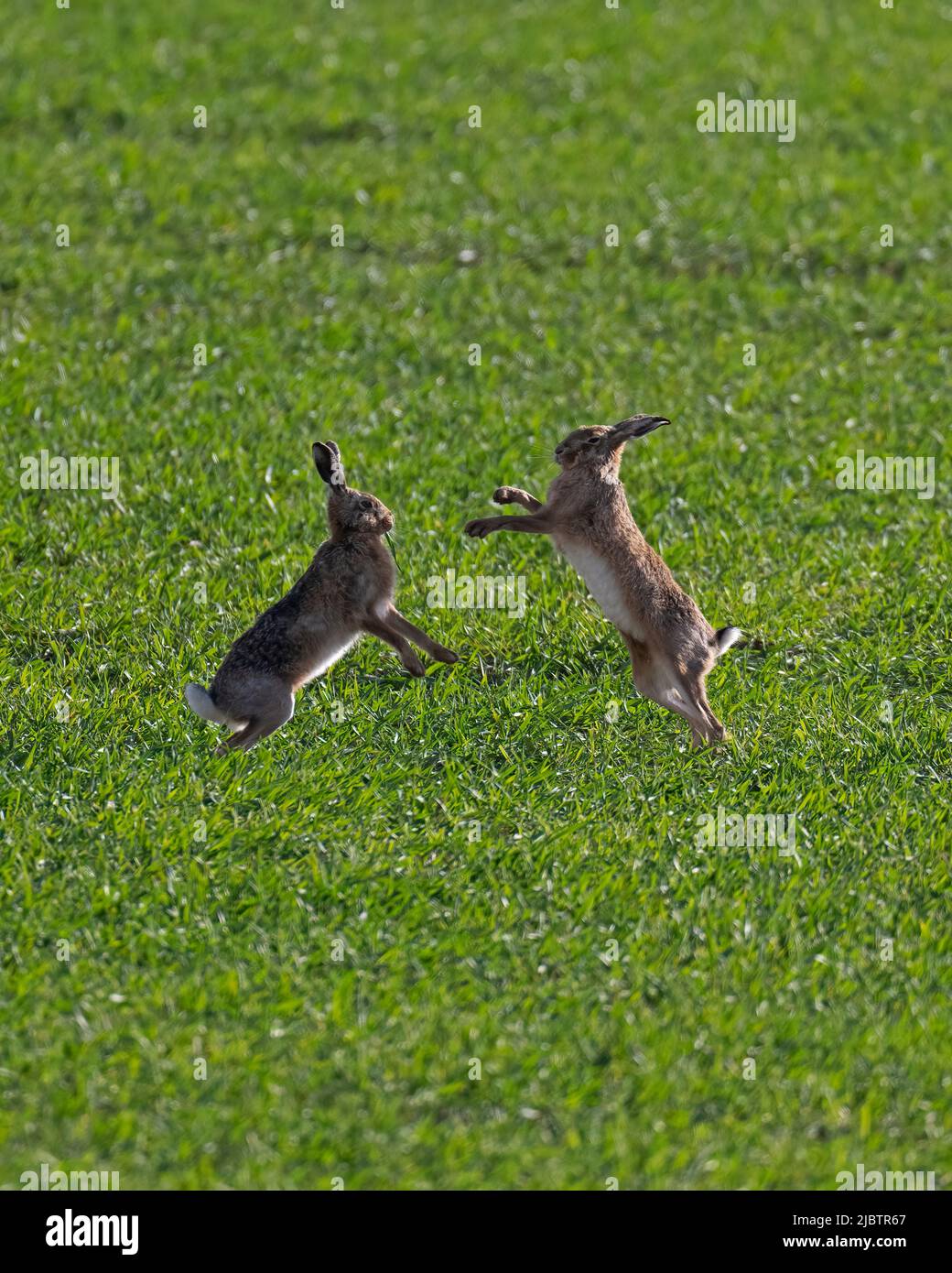 Brown  Hares- Lepus europaeus box. Spring. Uk. Stock Photo