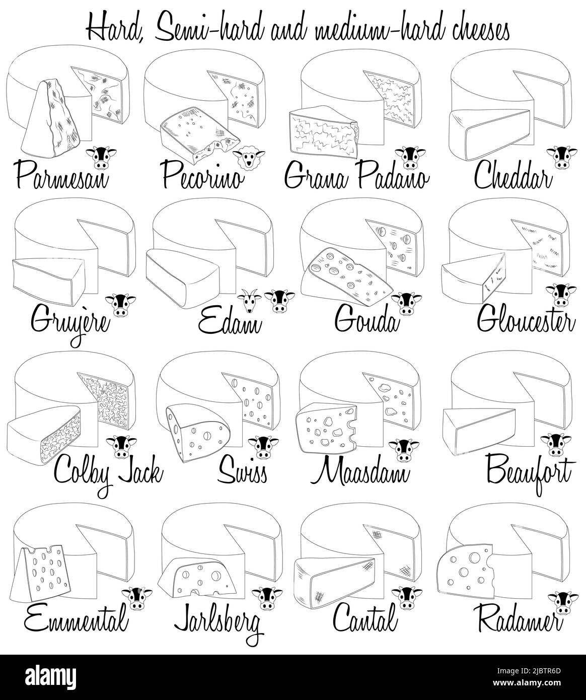 Hard, Semi-hard and medium-hard cheeses. Hand-drawn types of cheese with characteristics of each type. Stock Vector