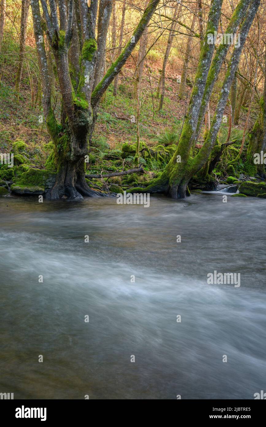 Large centenary poplars on the banks of the Navia river in Becerrea in Ancares Mountain Range in Lugo Galicia Stock Photo