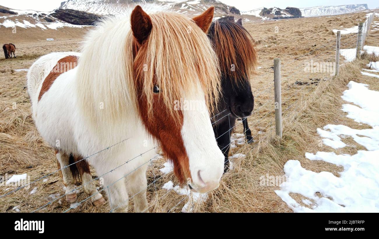 Icelandic horses are very unique creatures for the Iceland. These horses are more likely ponies but quite bigger and they are capable of surviving har Stock Photo