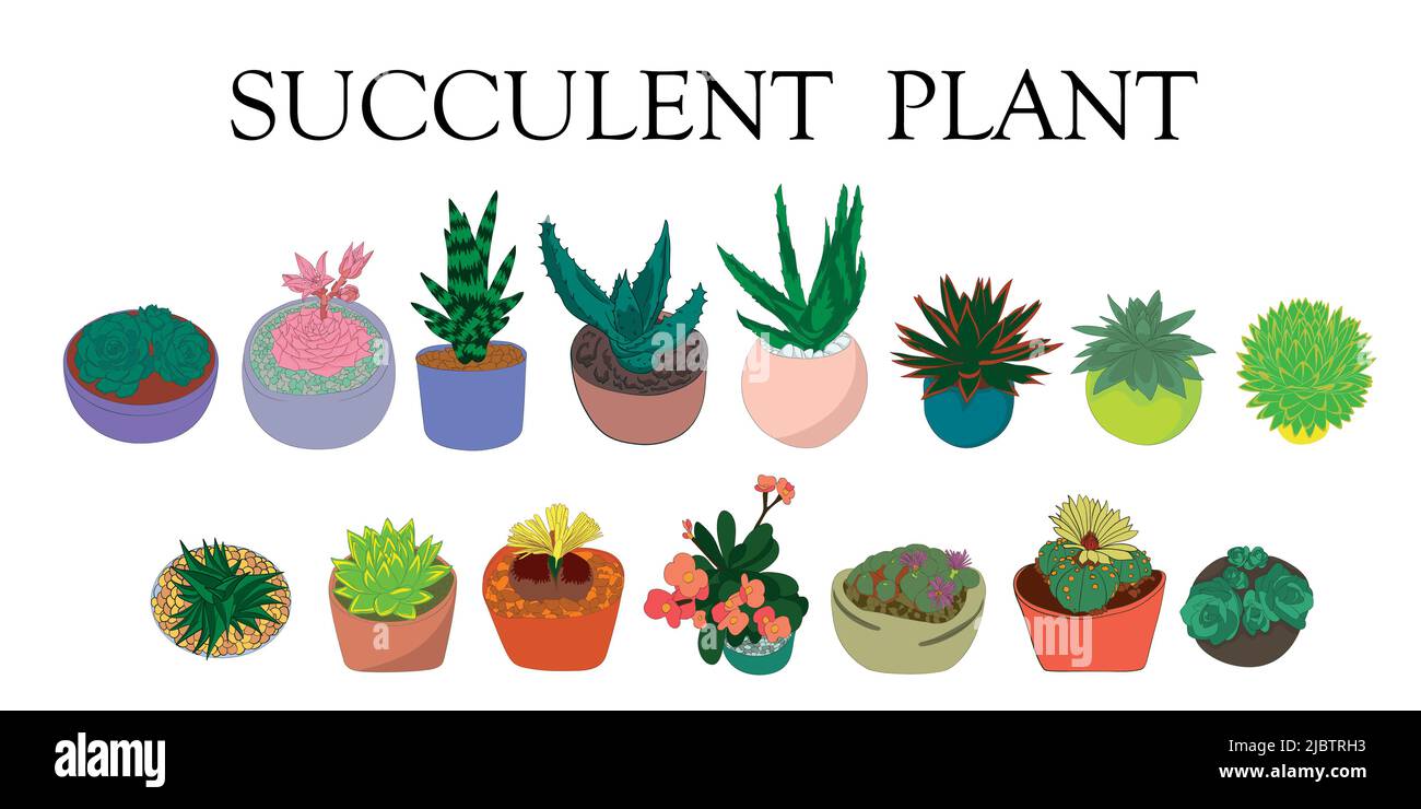 Succulent plant. Illustration of succulents. Hand drawn plants Stock ...