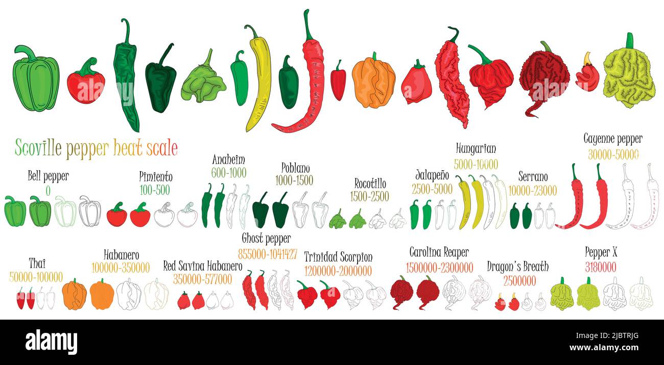 Scoville pepper heat scale. Pepper illustration from sweetest to very hot. Color and outlines peppers. Stock Vector
