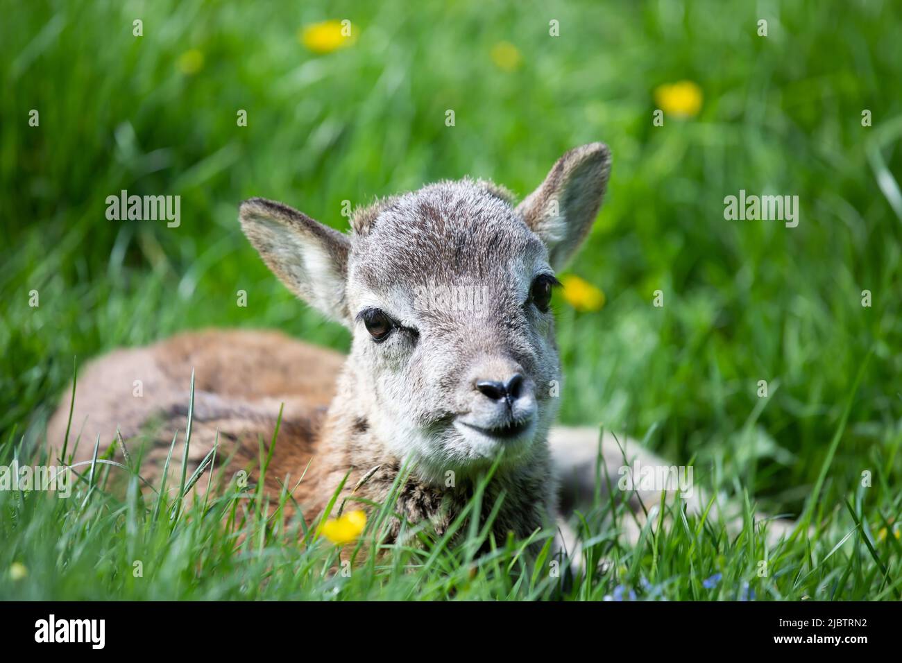 Small cute baby mouflon lying down and relaxing in green grass.Adorable mouflon fawn, wildlife, baby animals Stock Photo