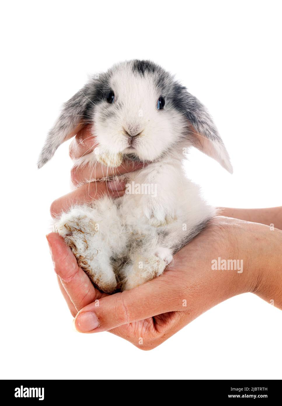 mini lop in front of white background Stock Photo - Alamy
