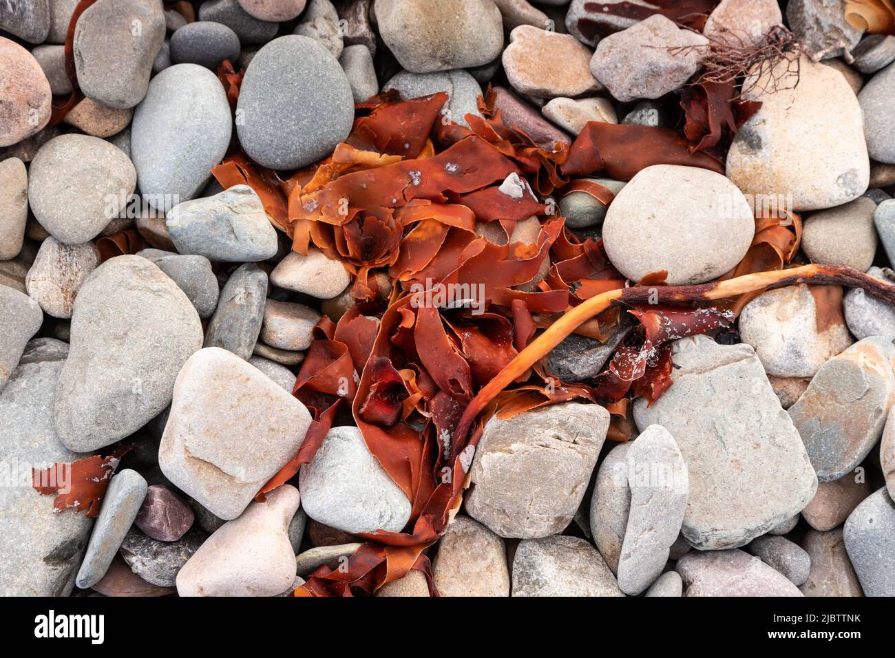 Seaweed and stones on Lettergesh beach, County Galway, Ireland Stock Photo