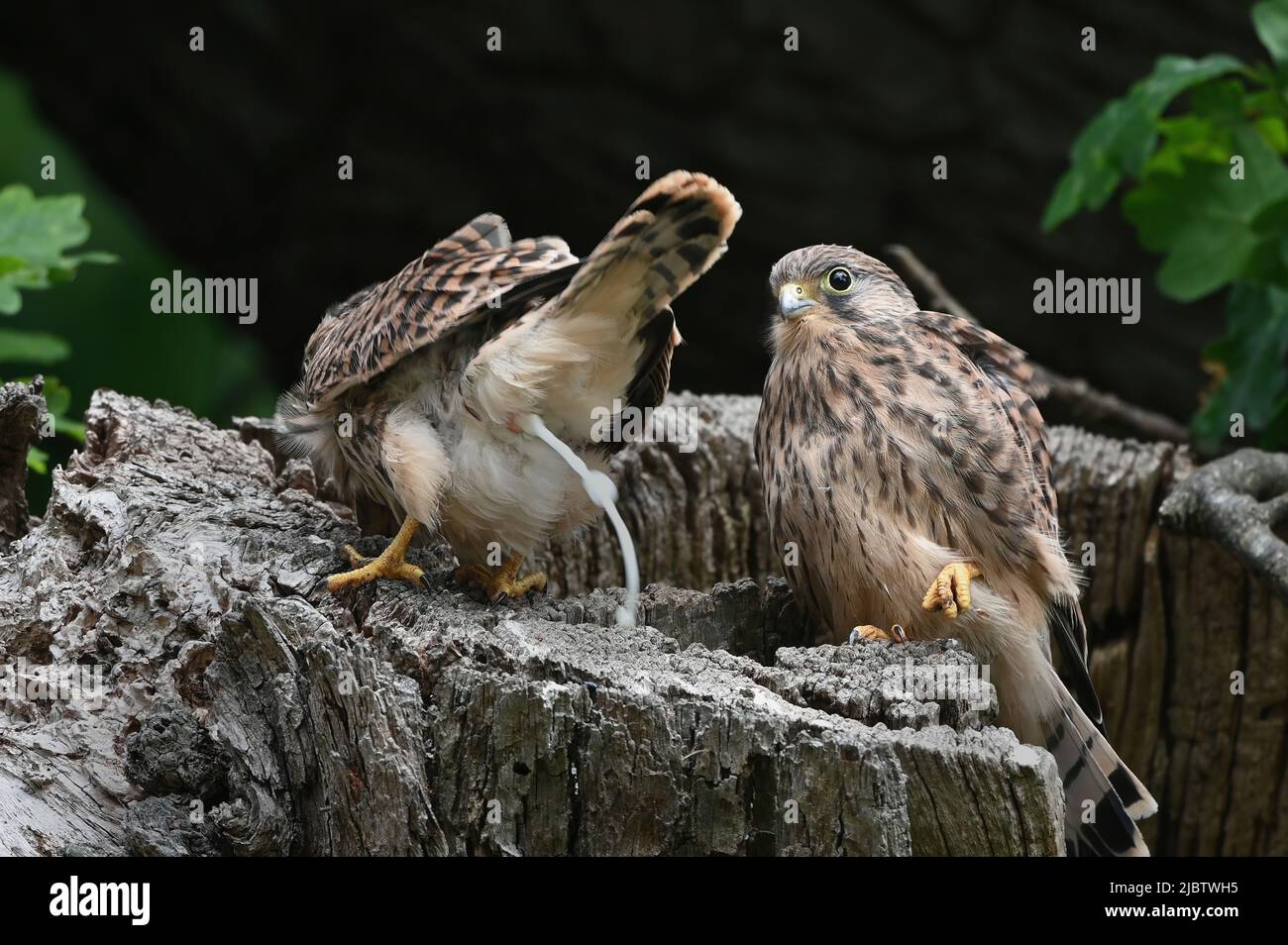 Fledgling kestrel squirts and  Defecate aiming their feces towards the edge of their nesting hole Stock Photo