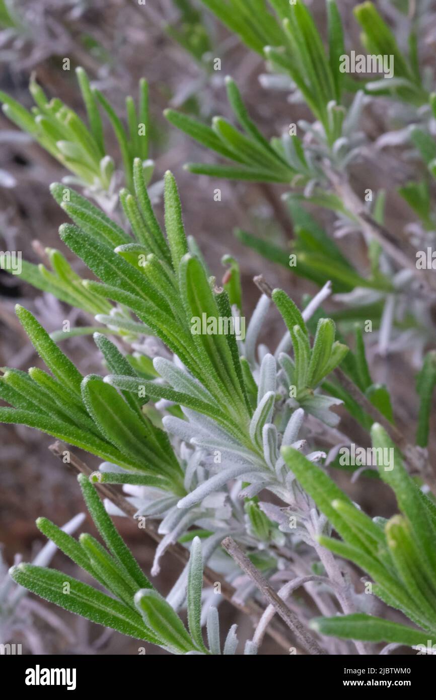 Rosemary Plant with young leaves closeup. Rosemary Plant brunches macro with new light green