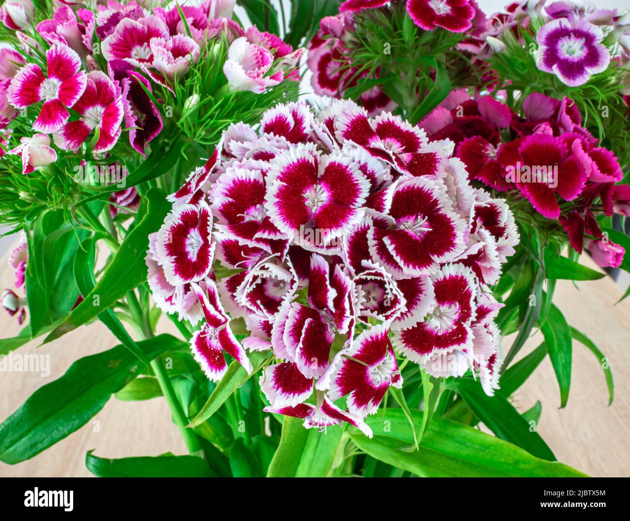 White sweet william hires stock photography and images Alamy