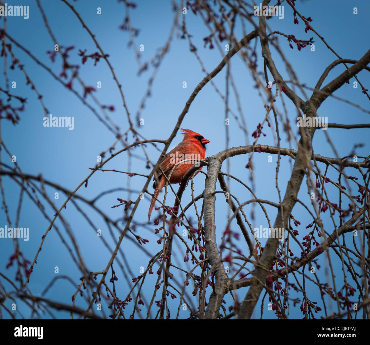 Red male cardinal perching on a branch with non-breeding plumage with a blue sky in the background in winter or the beginning of spring, Pennsylvania Stock Photo
