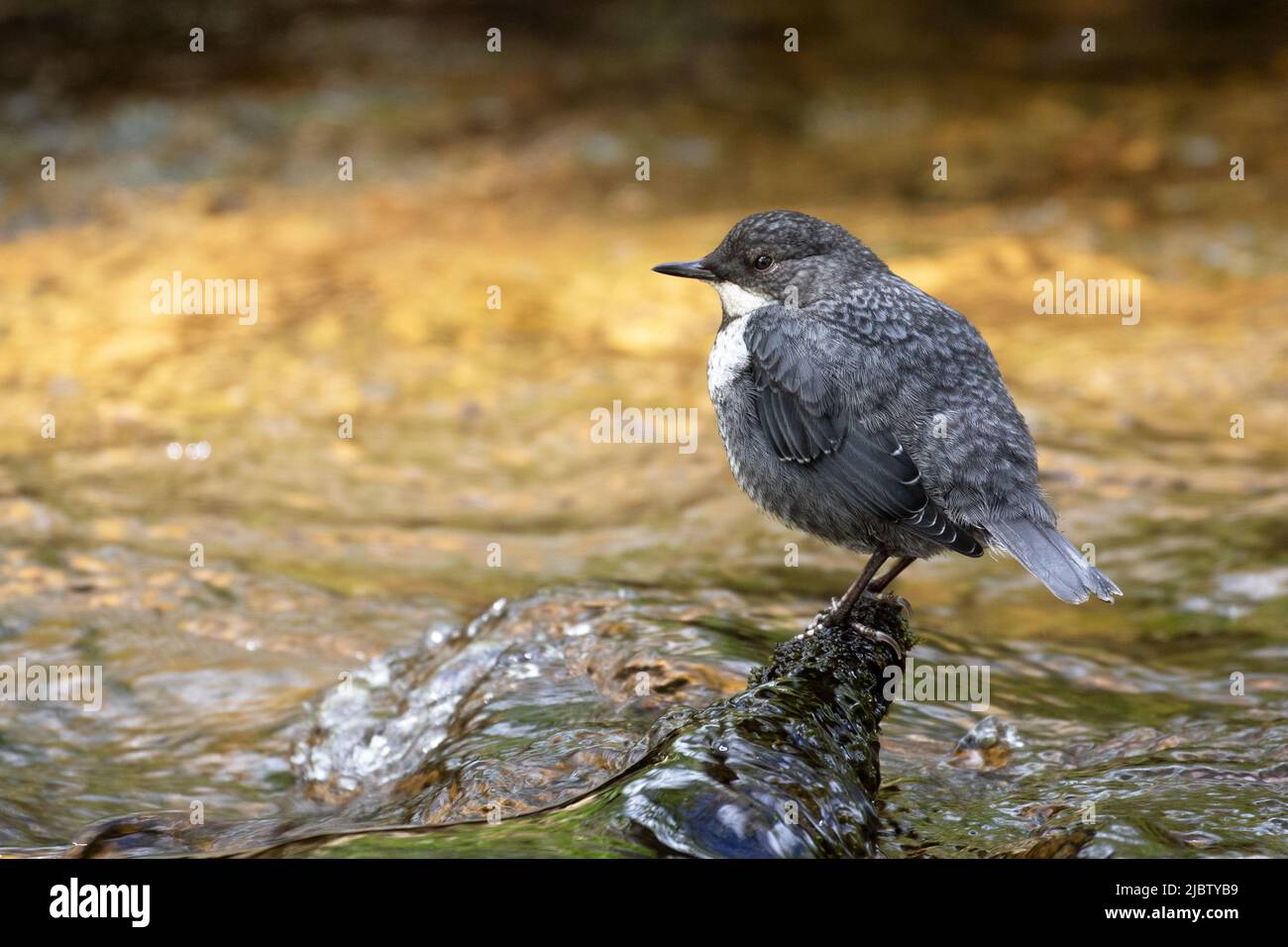 Dipper (juvenile) Stock Photo