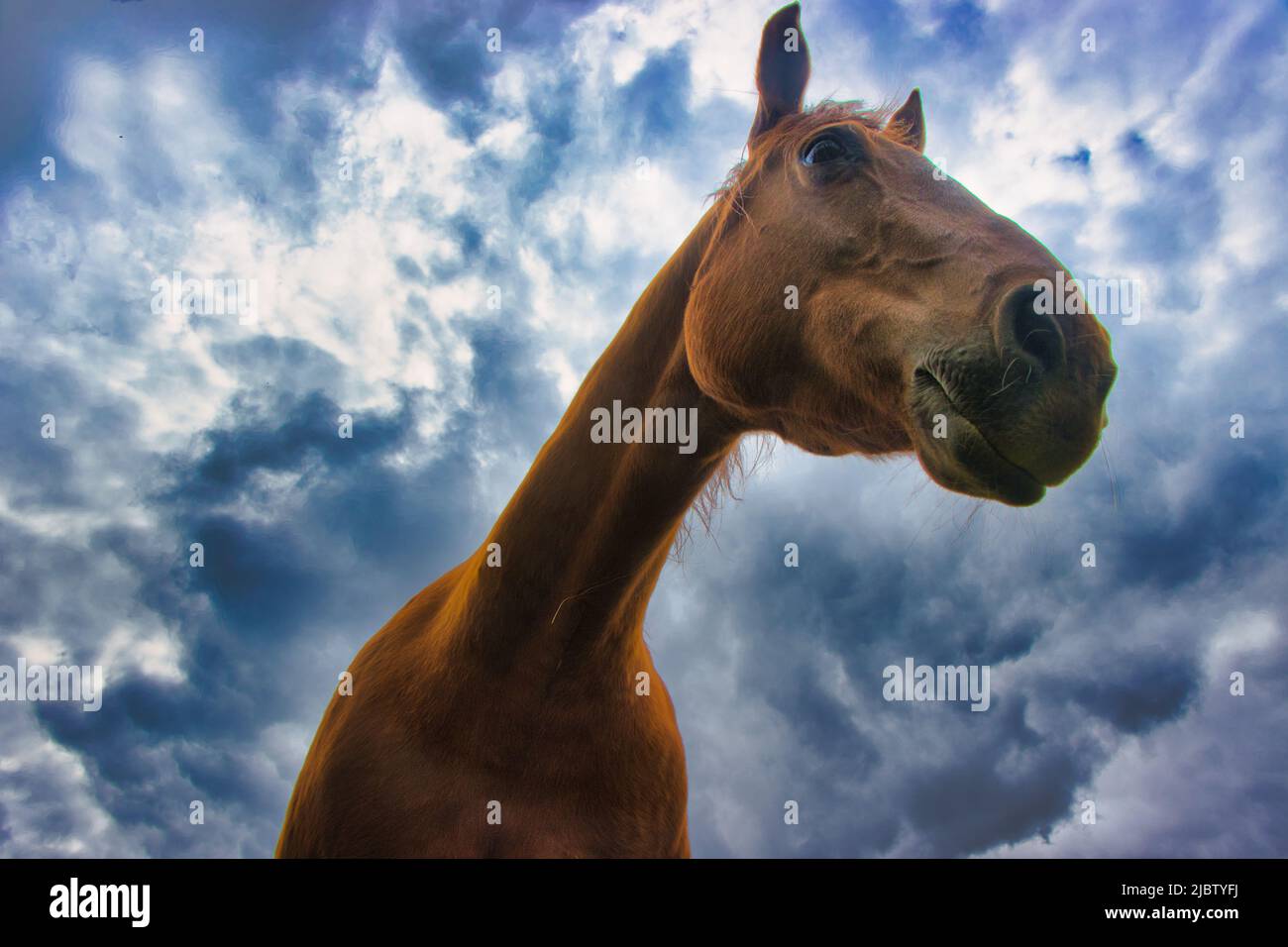 Horse and sky :Portrait of a brown horse Stock Photo