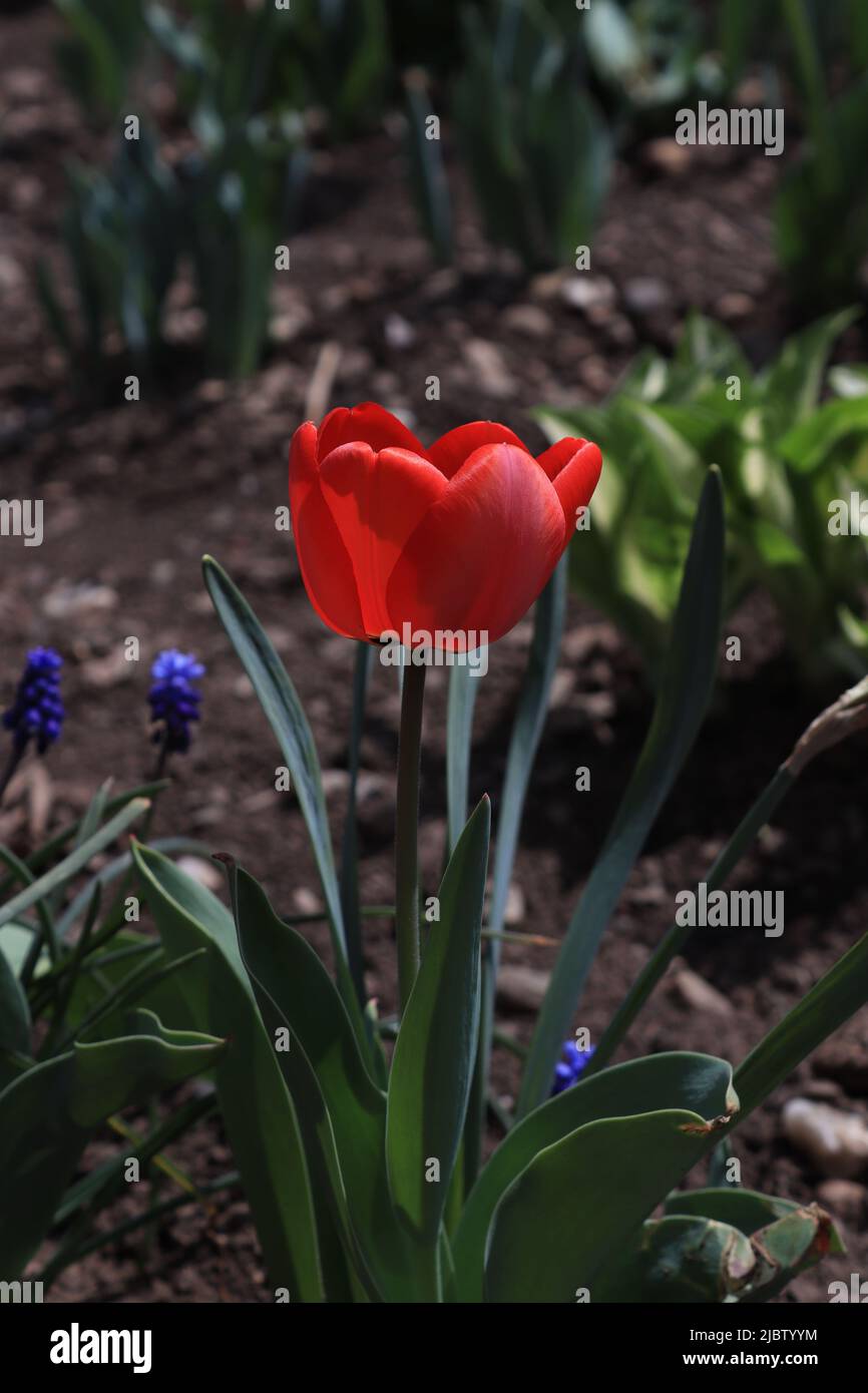 A closer look at the inside of a red tulip thread Stock Photo