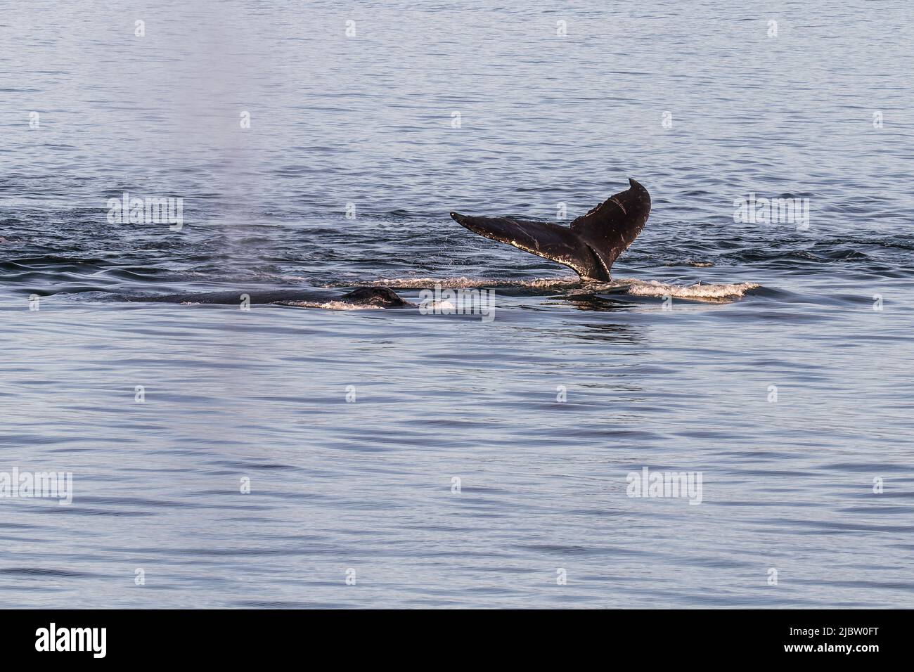 Tail fluke of the whale hi-res stock photography and images - Alamy
