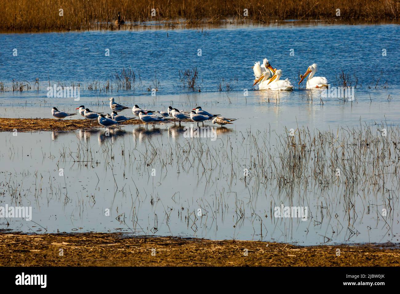 American White Pelicans and Common Terns share a wetland area at Pointe Mouillee State Game Area in Monroe County, Michigan. Stock Photo