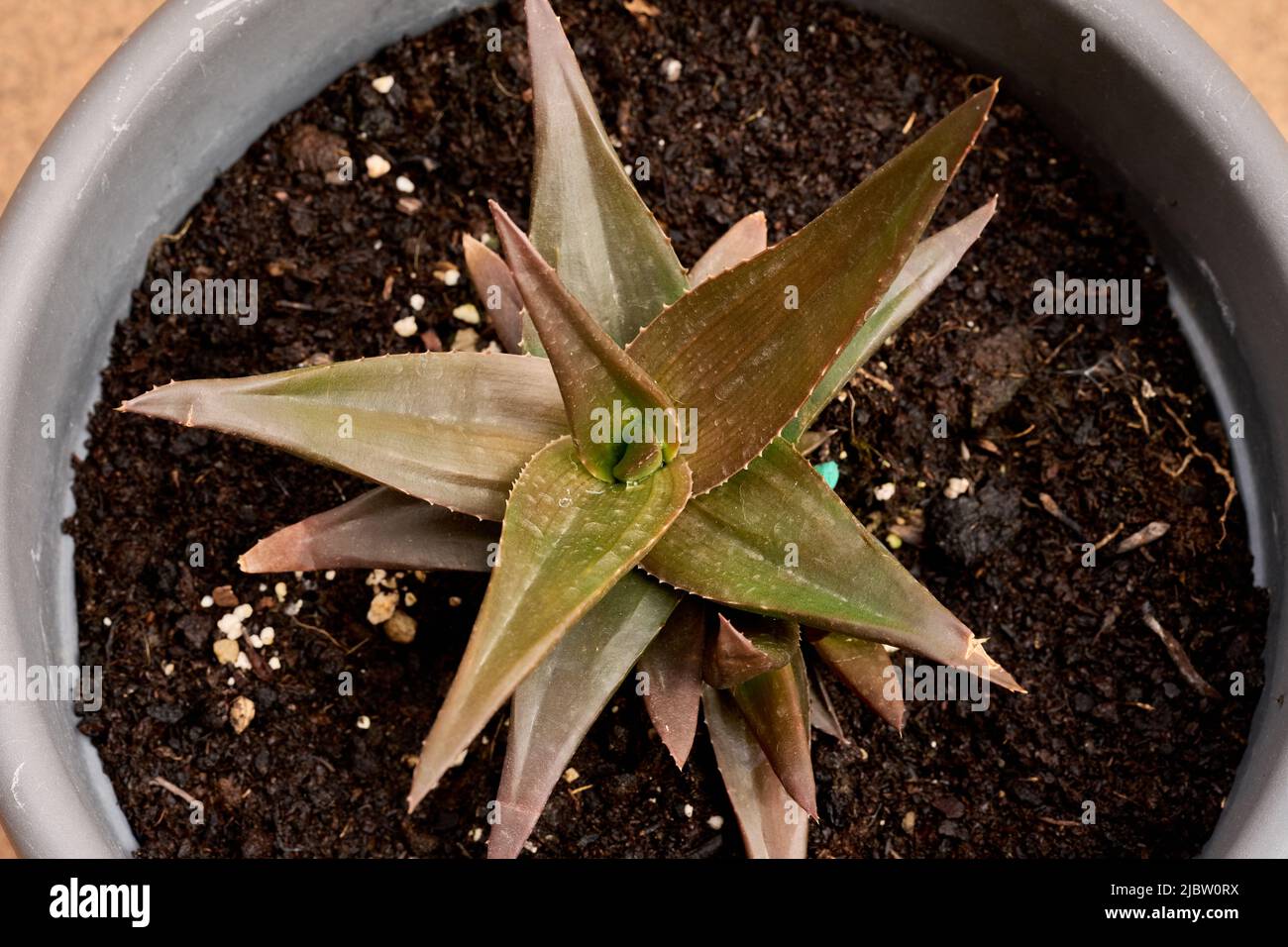Top view of a succulent plant, Astroloba of the Xanthorrhoeacea family Stock Photo