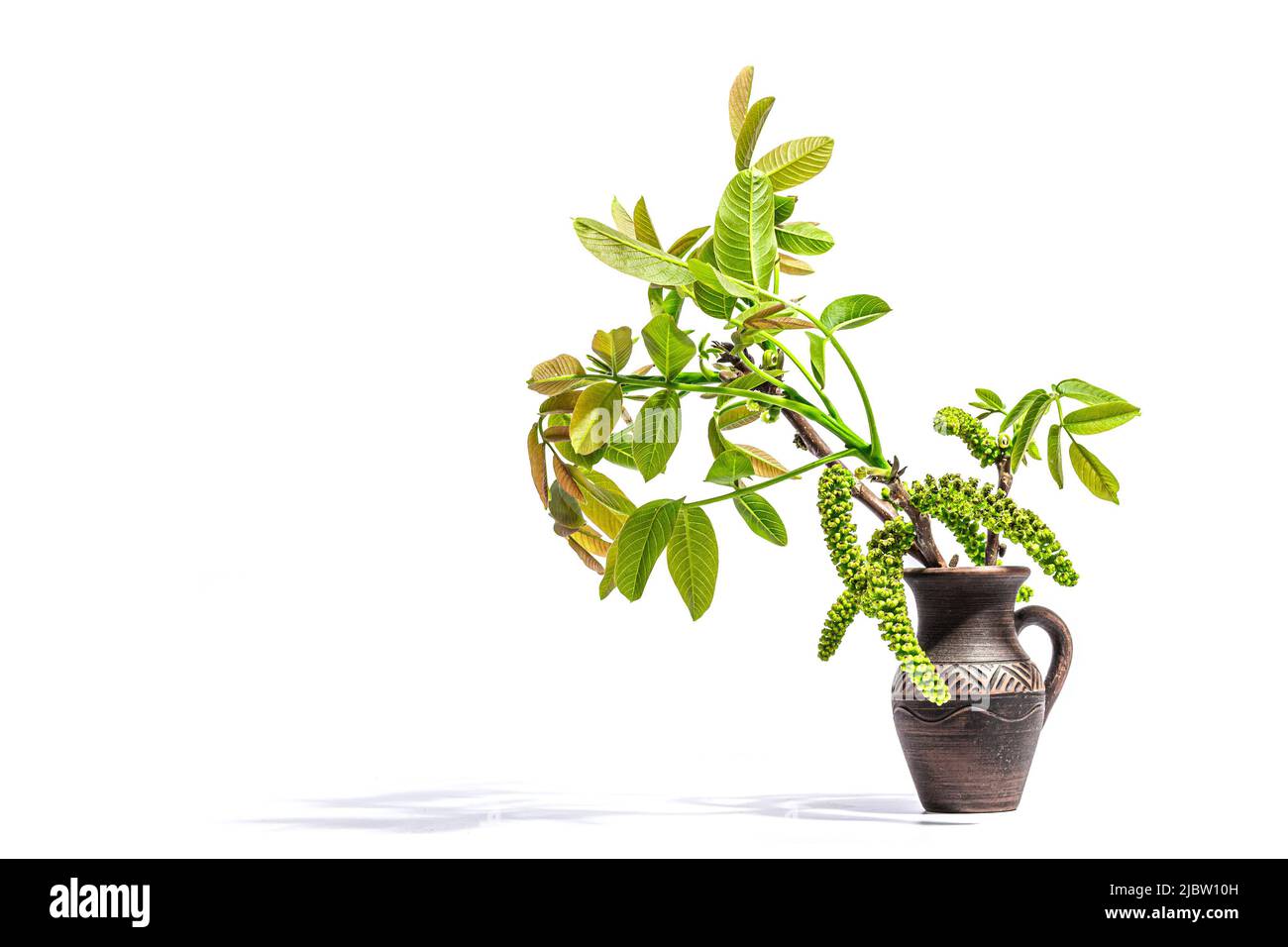 Blooming walnut branch in vase isolated on a white background. Young leaves and flowers catkins of Juglans regia tree from garden farming agricultural Stock Photo
