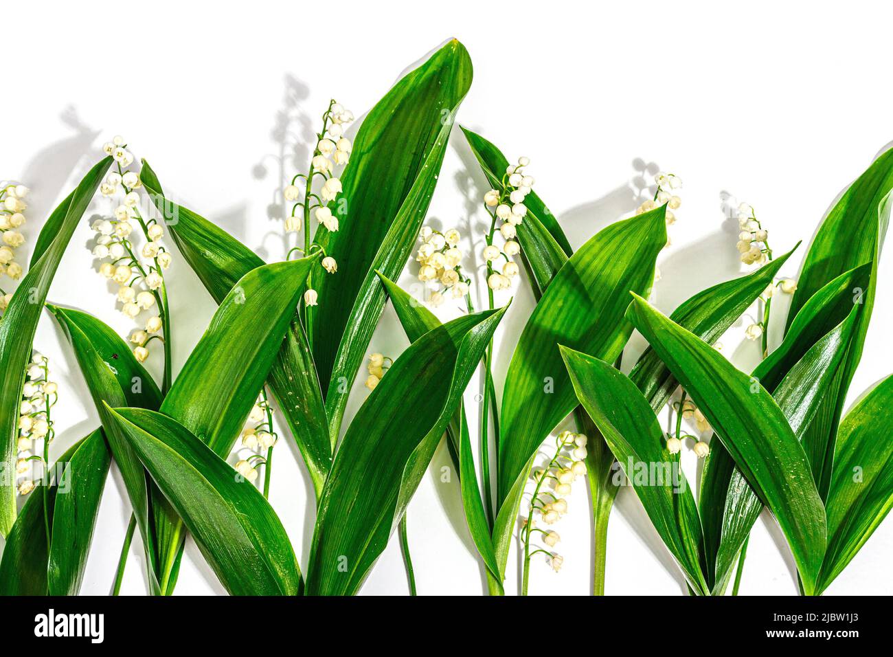 Lily valley flowers with green leaves isolated on white background ...
