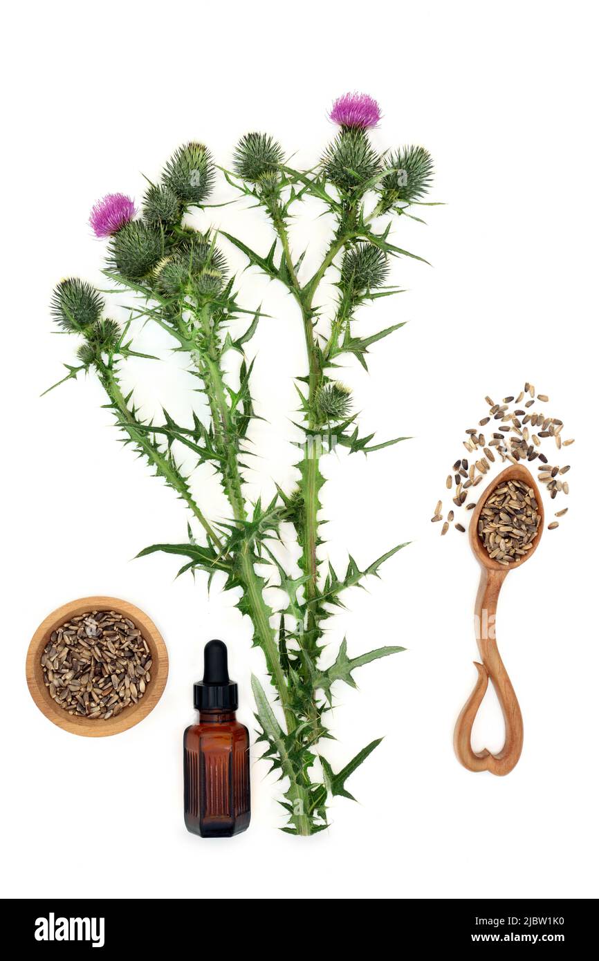 Milk thistle herb plant, seeds and oil used in natural herbal plant  medicine for liver and gall bladder disorders, as a food supplement for  hepatitis Stock Photo - Alamy