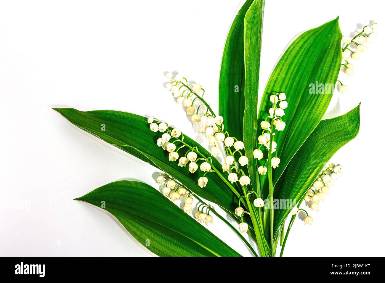 Lily valley flowers with green leaves isolated on white background ...