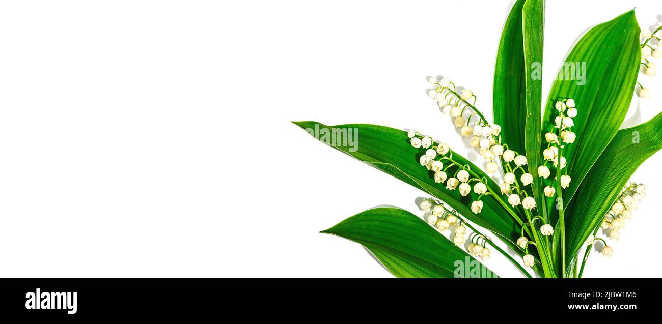 Lily valley flowers with green leaves isolated on white background ...