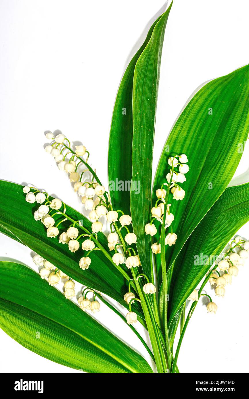 Lily valley flowers with green leaves isolated on white background ...