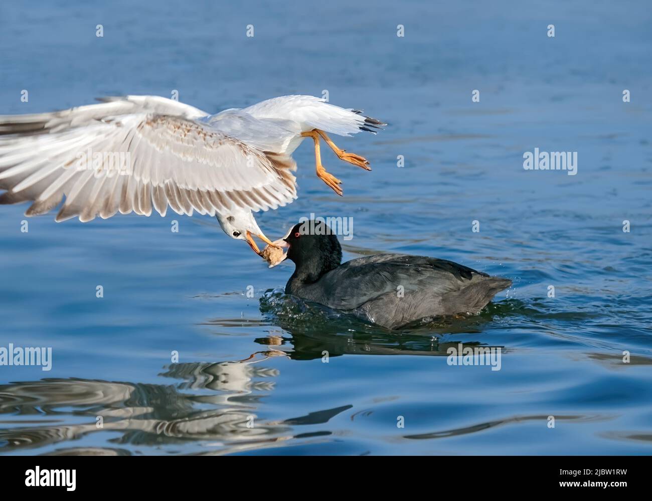 Flying black-headed gull, Chroicocephalus ridibundus, steal food from a swimming Eurasian coot, petty larceny of food is a kleptoparasitism behaviour Stock Photo