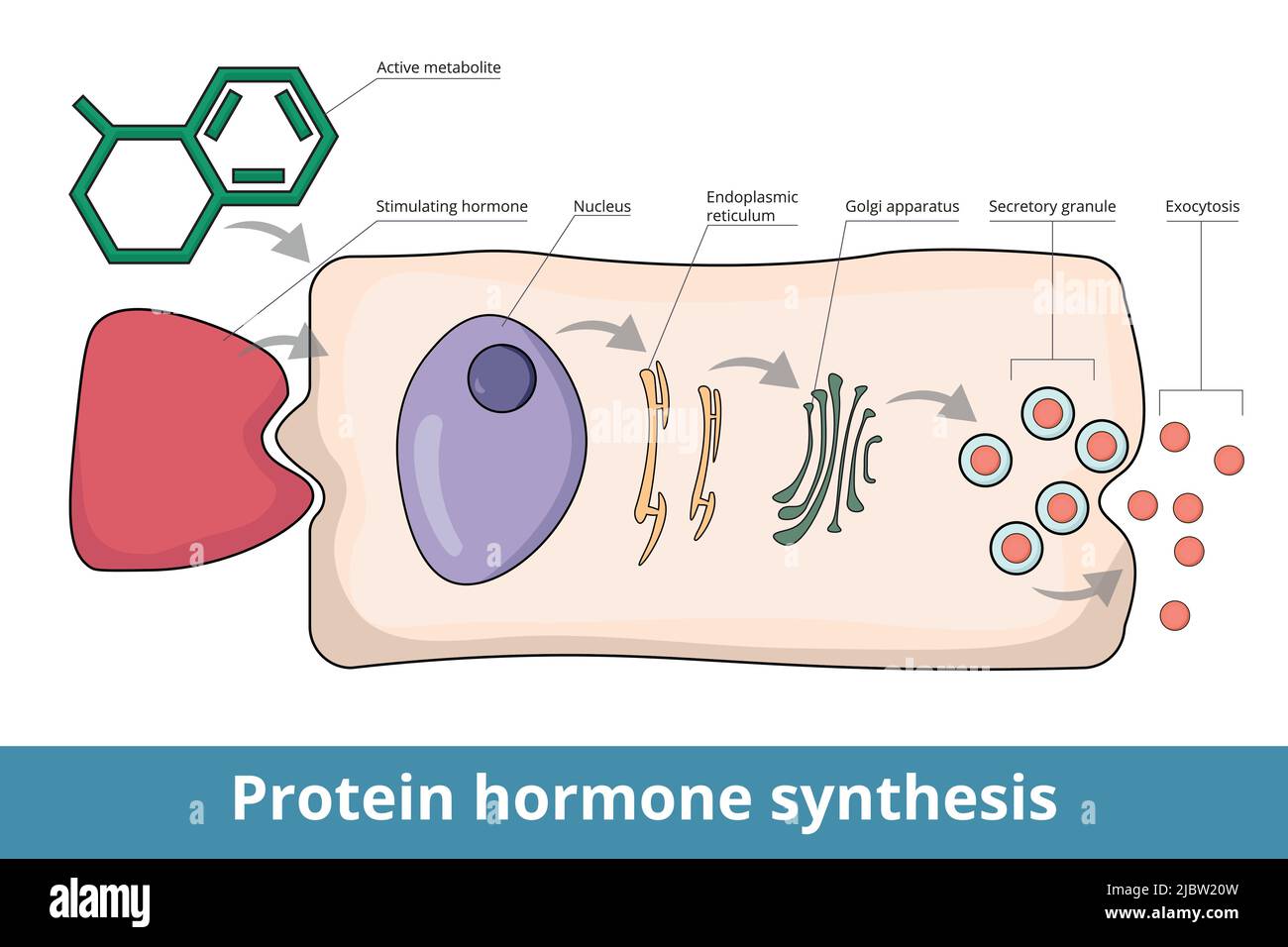 Process of protein hormone synthesis. Typical endocrine cell. Hormone or active metabolite stimulates receptor. Prohormone is transported through cell Stock Vector