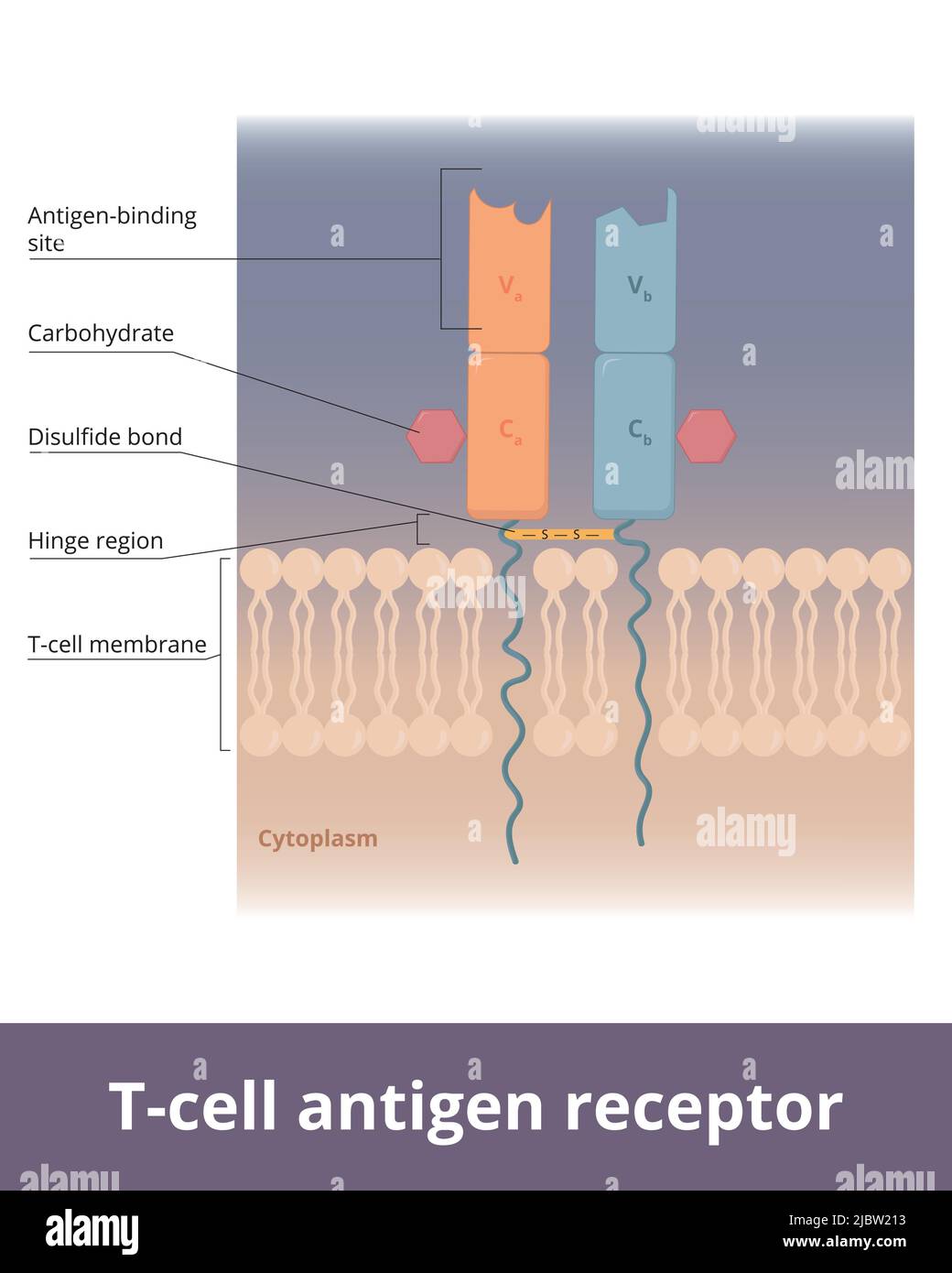 T-cell antigen receptor. The basic structure of a typical T-cell antigen receptor. T-cell receptor molecule is embedded in cell membrane Stock Vector