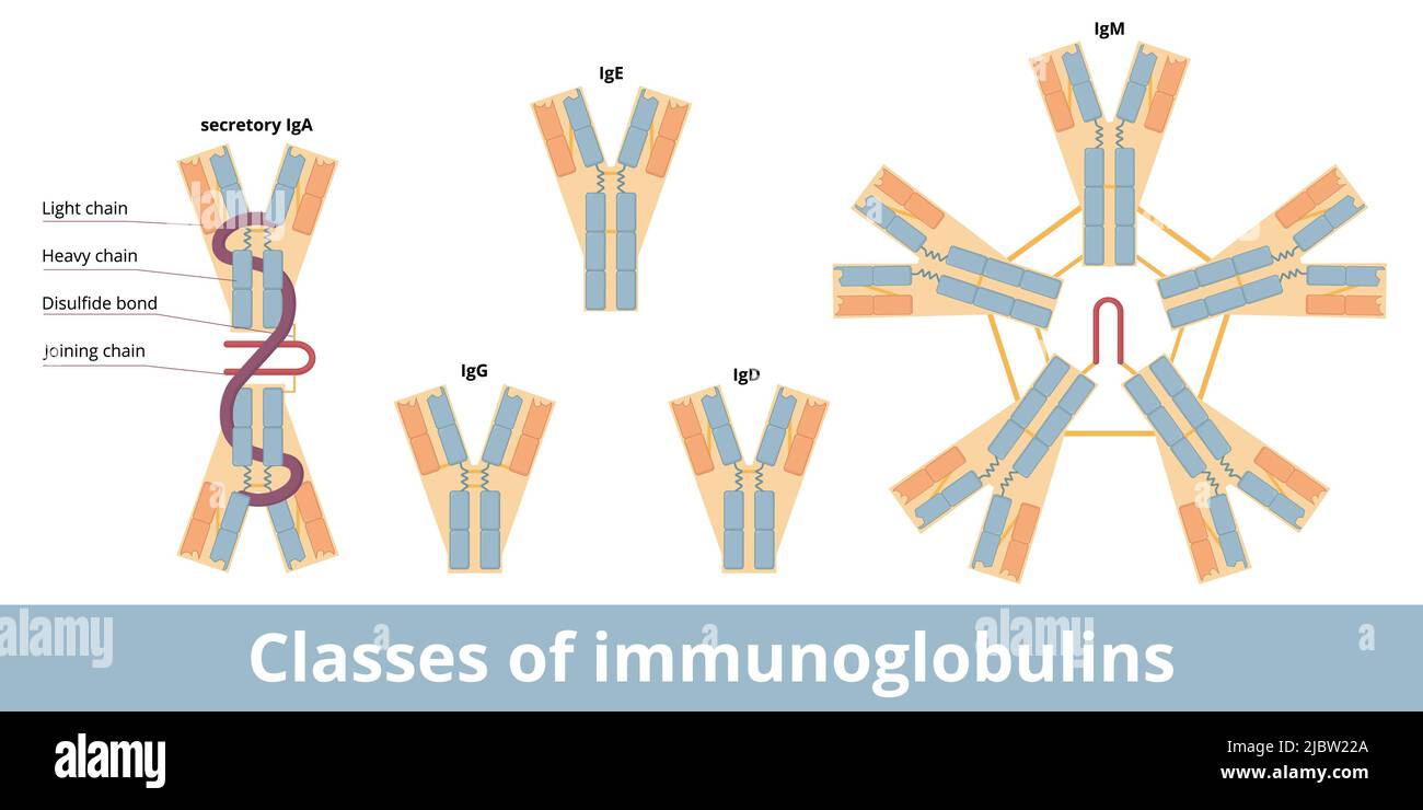 Classes of immunoglobulins. The five main classes of antibodies (immunoglobulins): IgG, IgA, IgD, IgE, and IgM. Stock Vector