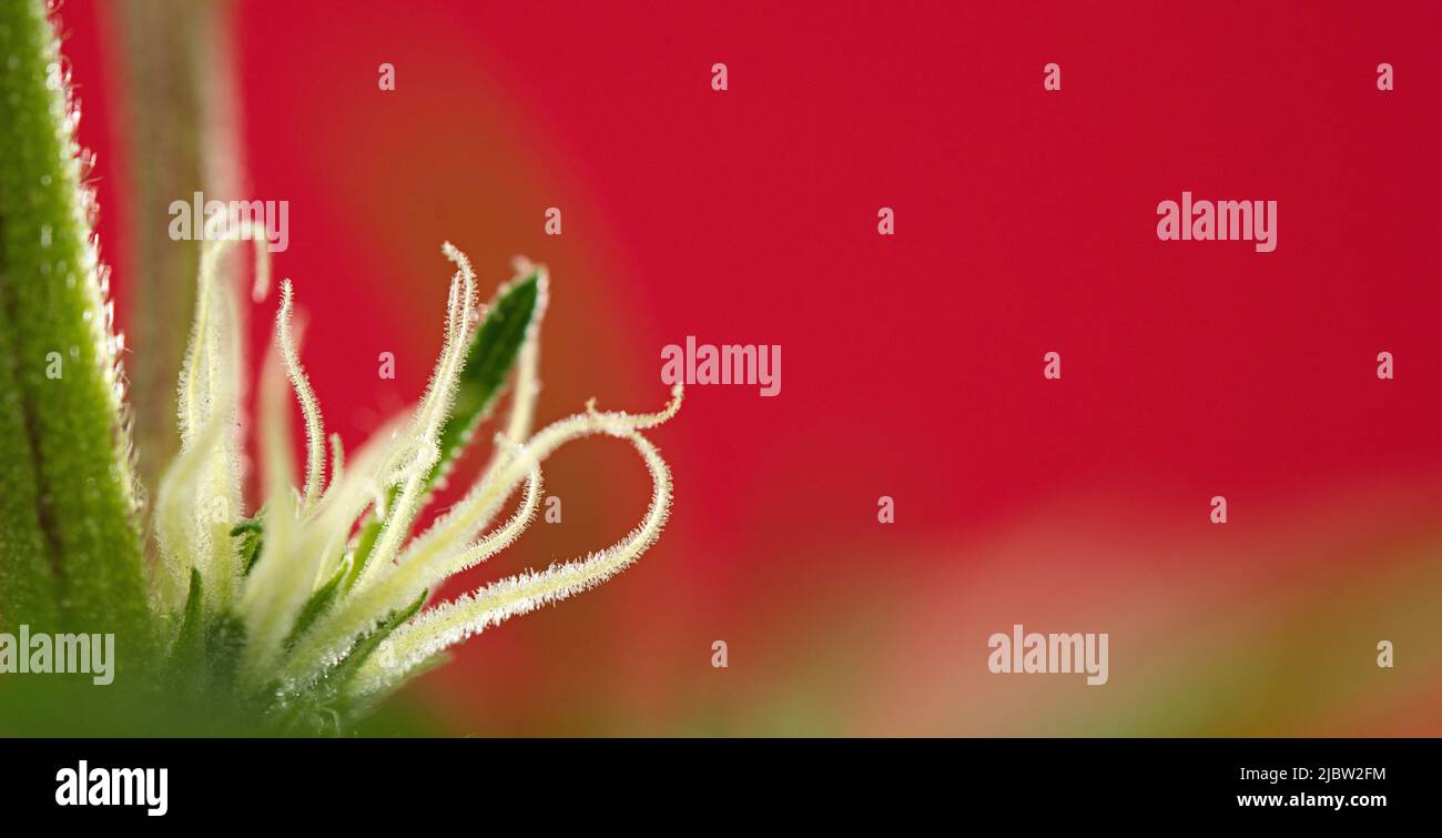 Macro of insect eating marijuana flower with beautiful pistils, red