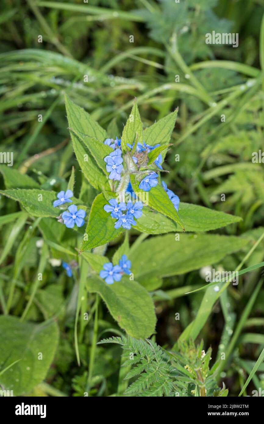 Green alkanet wild plant with blue flowers. Stock Photo