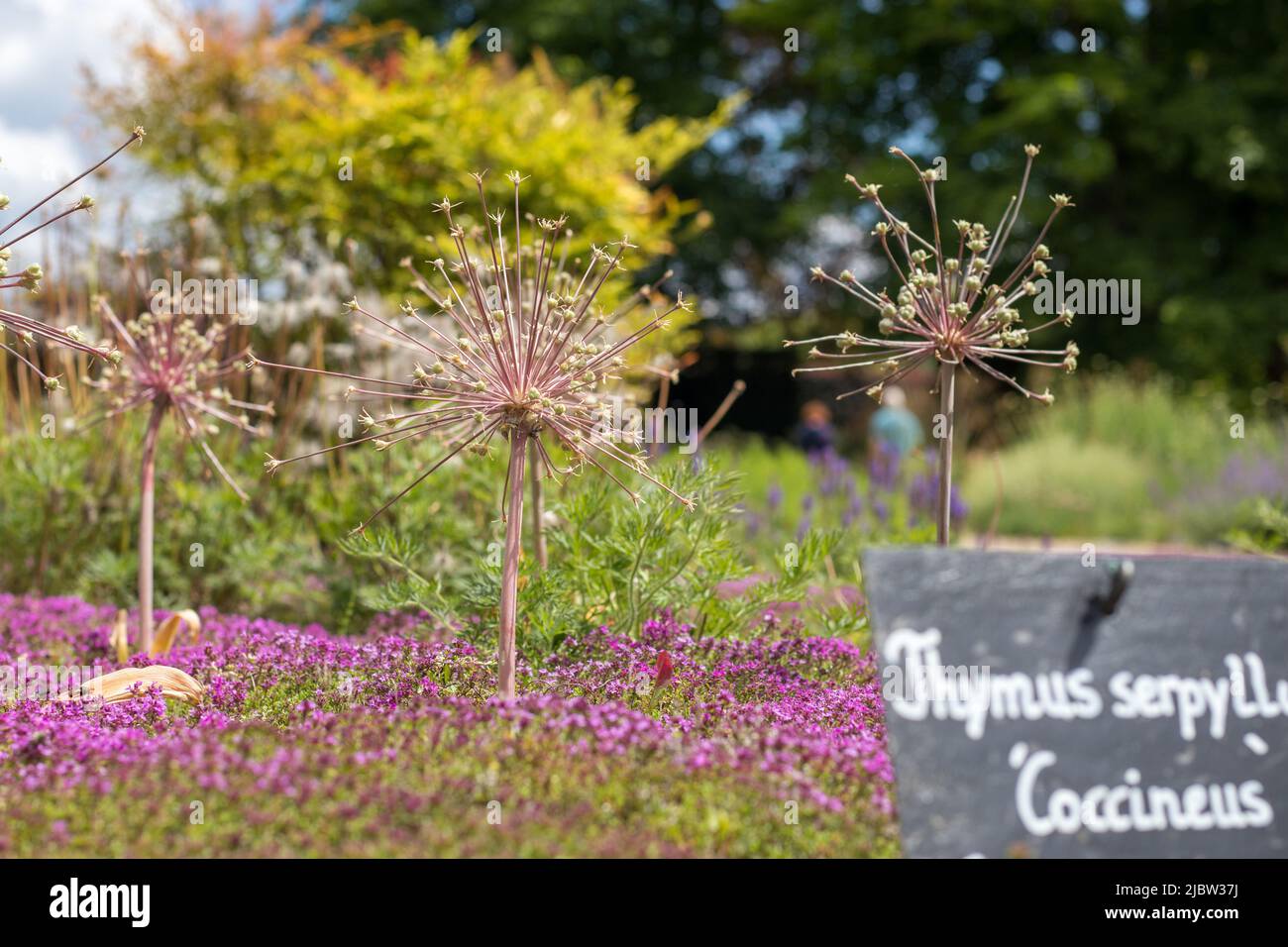 ornamental onions in „Gardens Without Borders“ Stock Photo