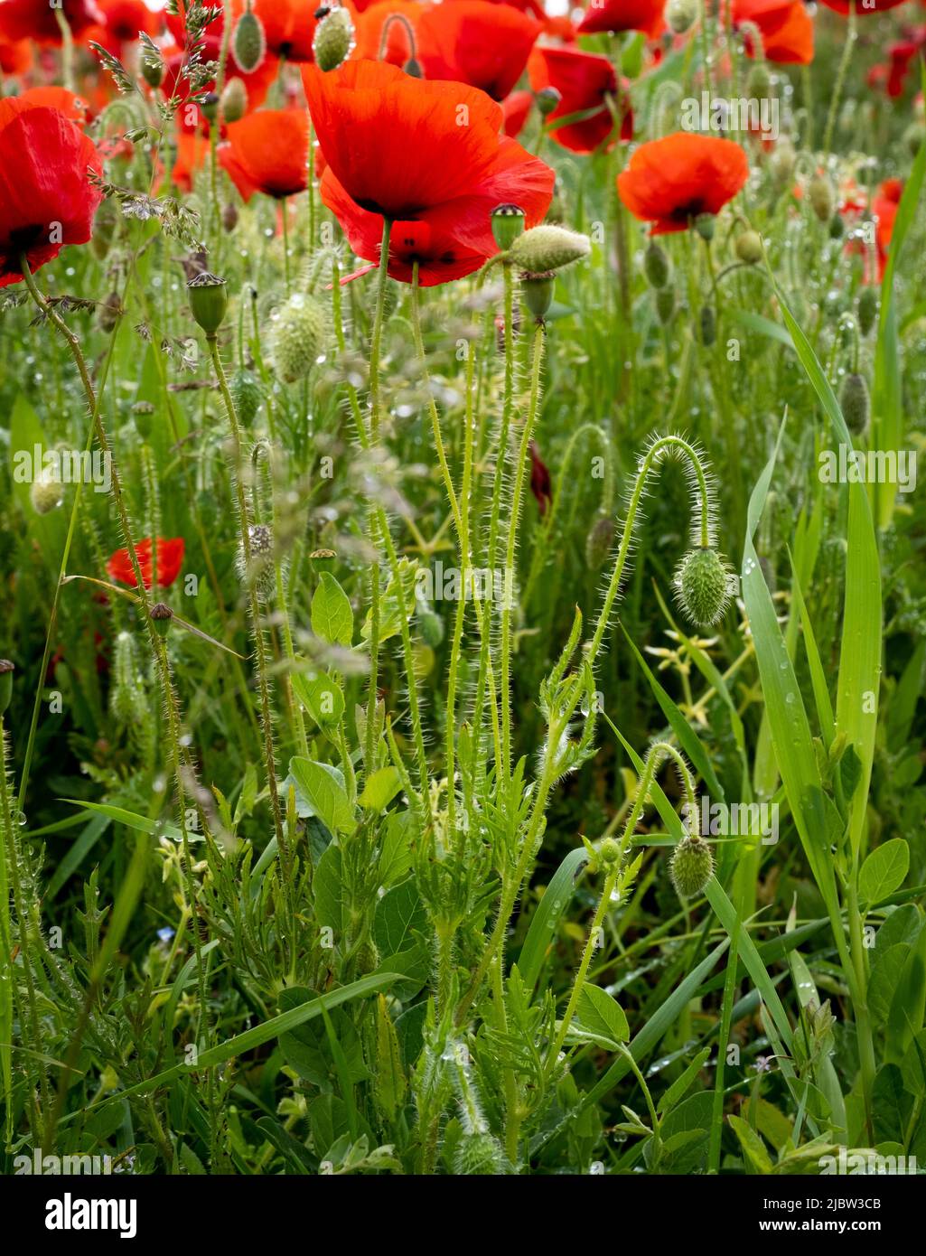 Vast poppy fields in full bright red glory at West Pentire, above Polly Joke and Crantock, Cornwall. Reminders of British Legion Poppy Day appeal. Stock Photo