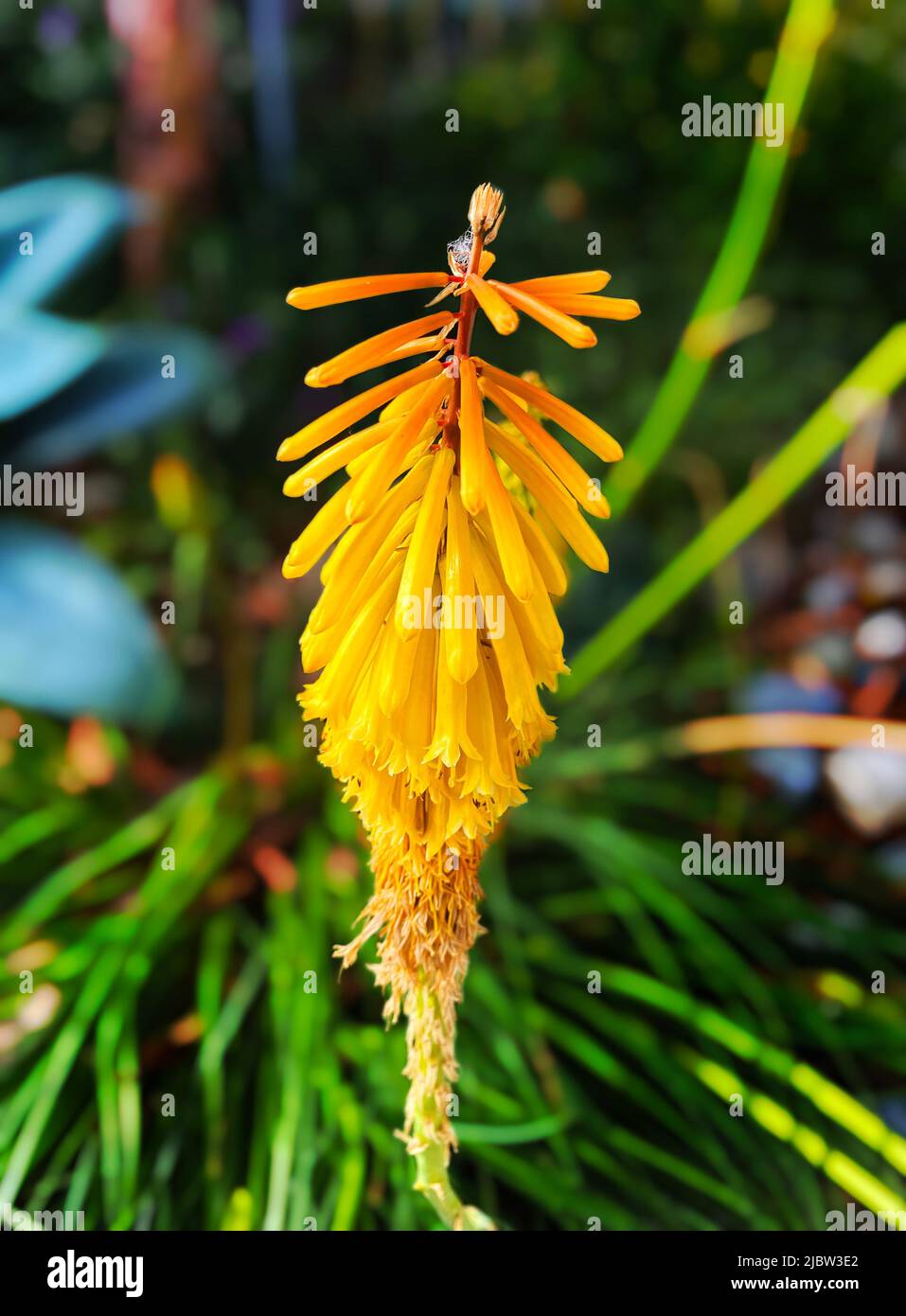 Red hot poker, Kniphofia uvaria Stock Photo