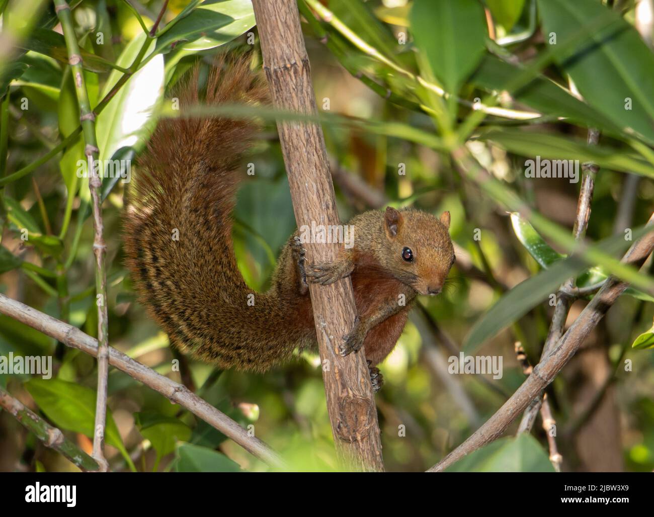 The red-bellied tree squirrel climbs on tree. Pallas's squirrel (Callosciurus erythraeus) in a tropical nature, Thailand. Stock Photo