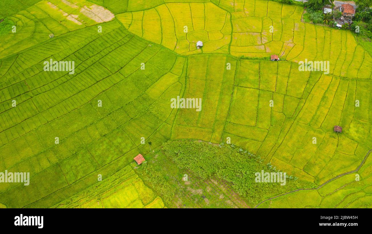 Aerial View Of Rice Fields In The Countryside. Agricultural Landscape 