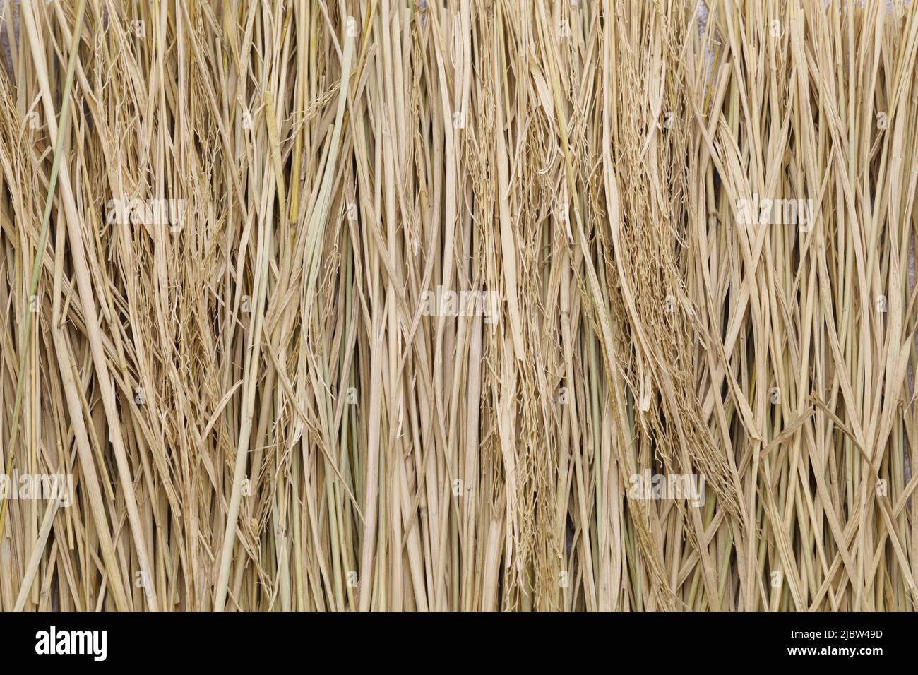 rice straw, fuel for cooking light grill bonito Stock Photo