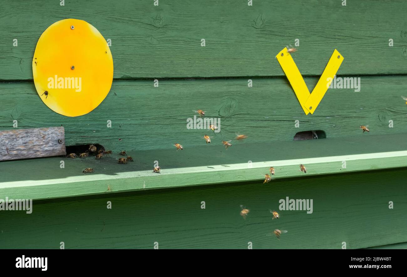 Bee hive with lots of bee activity flying in and out to create honey