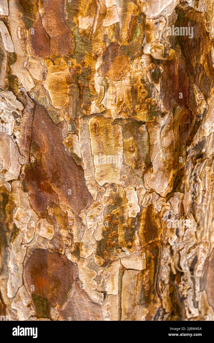 Bark of Japanese Red Pine (Pinus densiflora ‘Umbraculifera’) Stock Photo