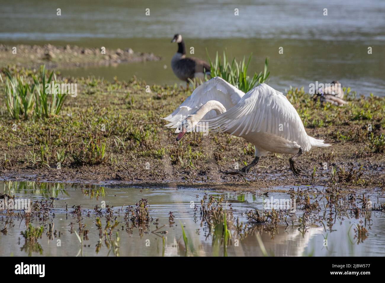 An aggressive mute swan in attack mode , defending her territory . Suffolk, UK Stock Photo