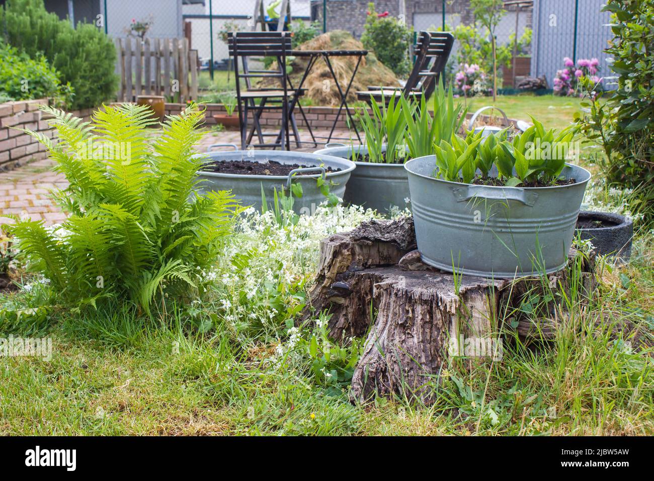 rustic garden fern, plants in tin tub, chairs and table Stock Photo