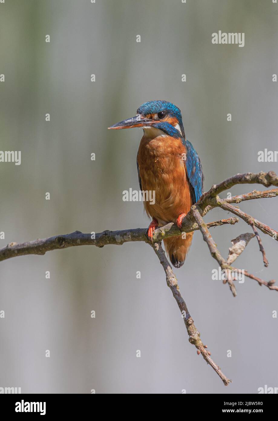 A female Kingfisher side on on a branch showing her beautiful colours and bright red feet with a  clear pastel background. Suffolk , UK. Stock Photo