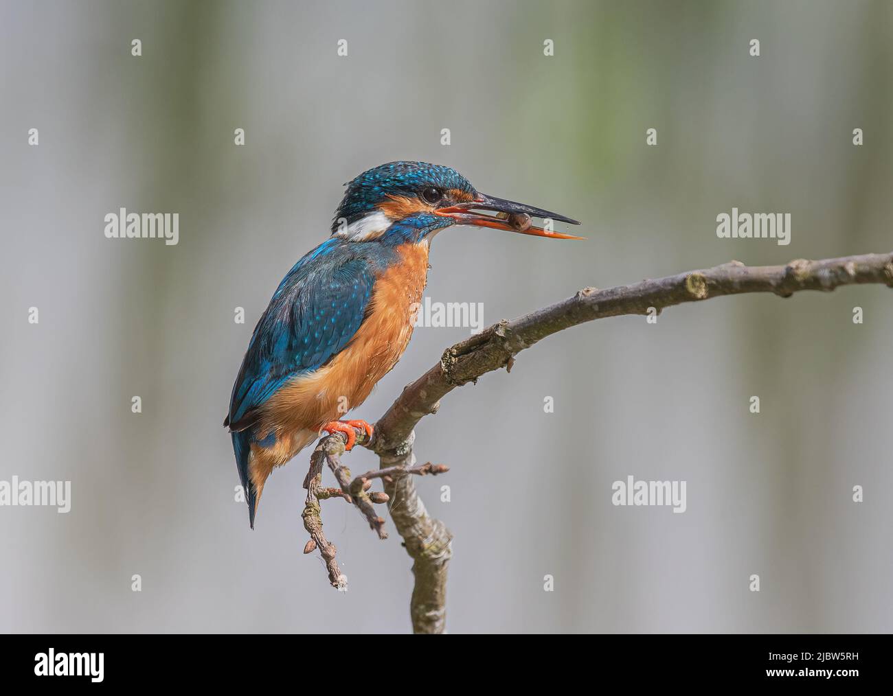 Catch of the day A colourful female kingfisher with a fish in her long