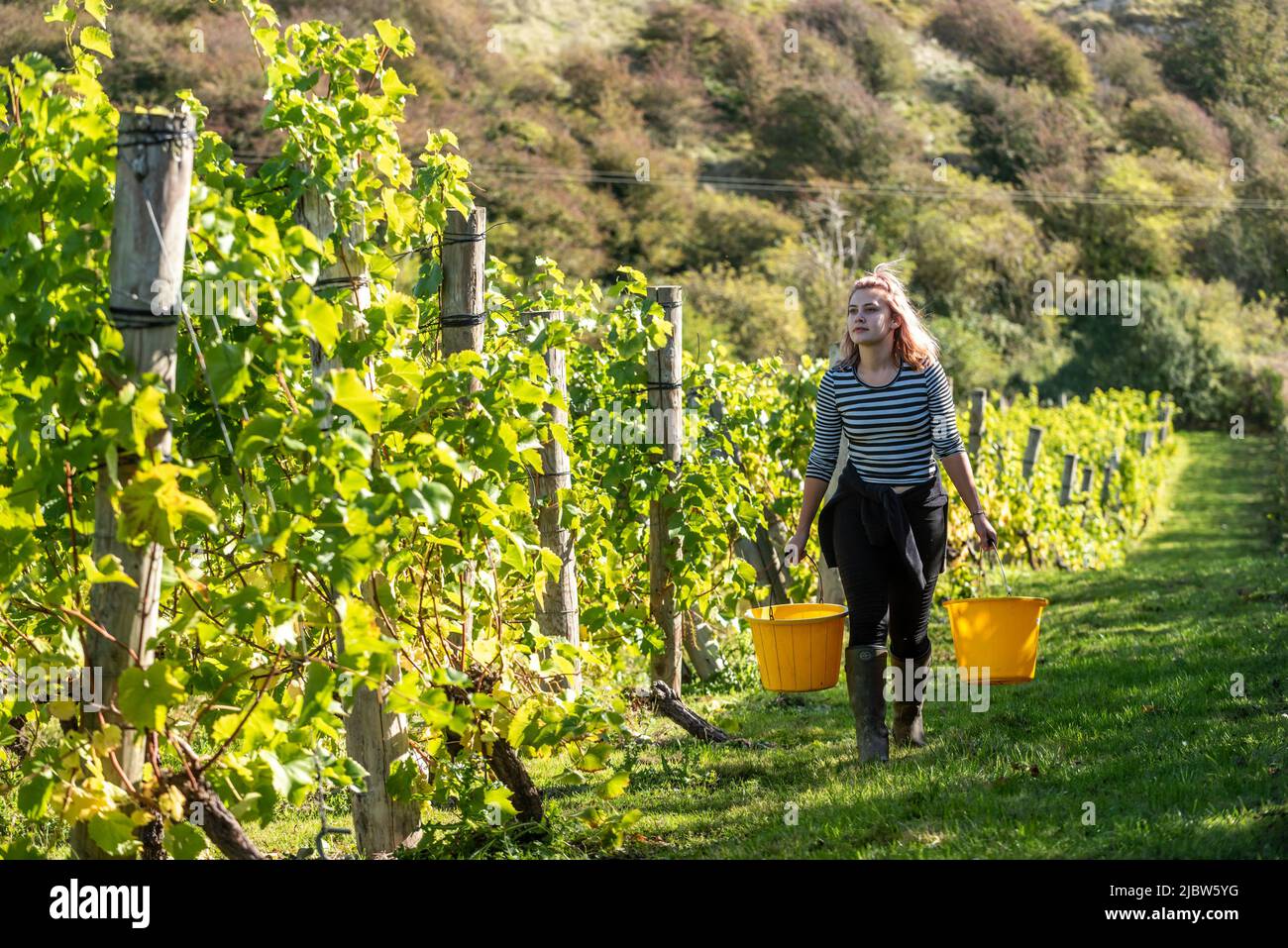 Lewes October 7th 2018 This Afternoon At Breaky Bottom Vineyard Near lewes-october-7th-2018-this-afternoon-at-breaky-bottom-vineyard-near