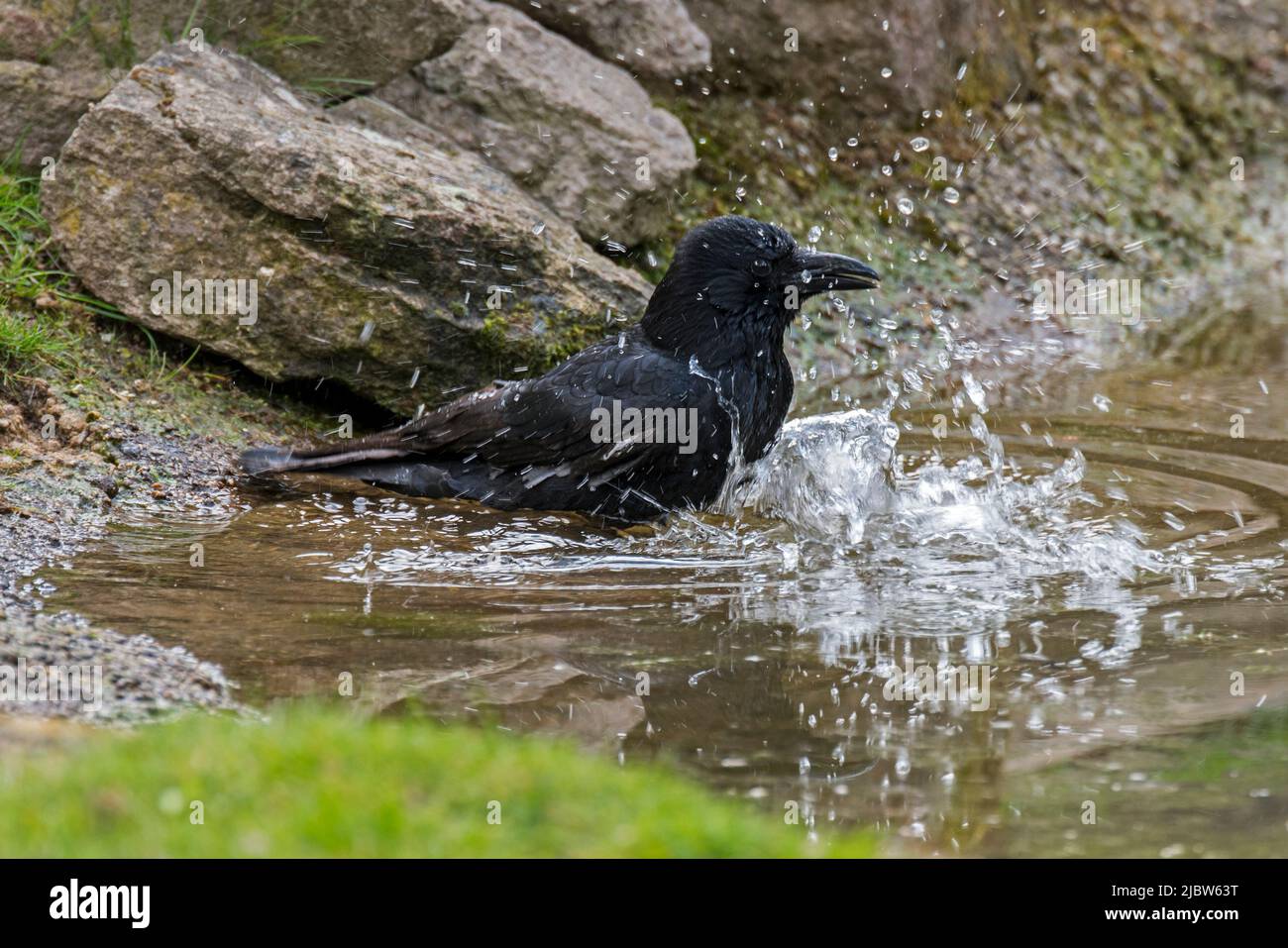 Carrion crow (Corvus corone) bathing and splashing in water of pond Stock Photo